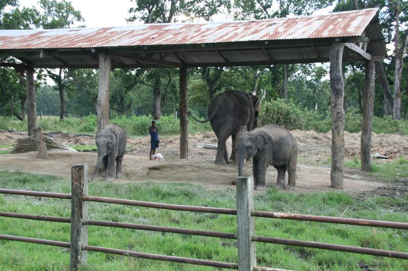 India & Nepal 2011 - 0603